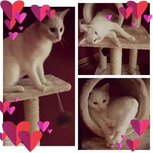 Meet your Posher, Skye